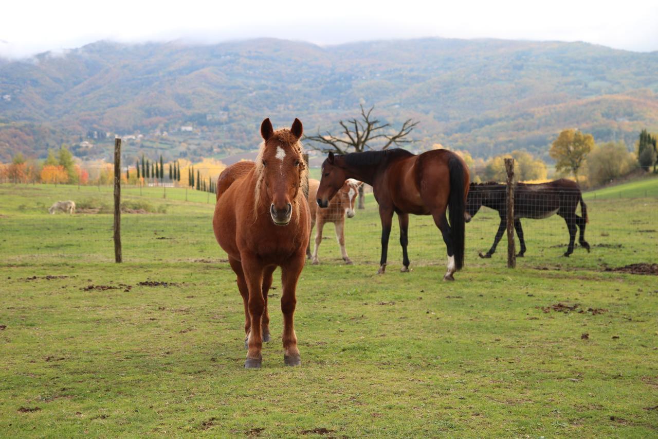 Willa Agriturismo La Colombaia Vicchio Zewnętrze zdjęcie
