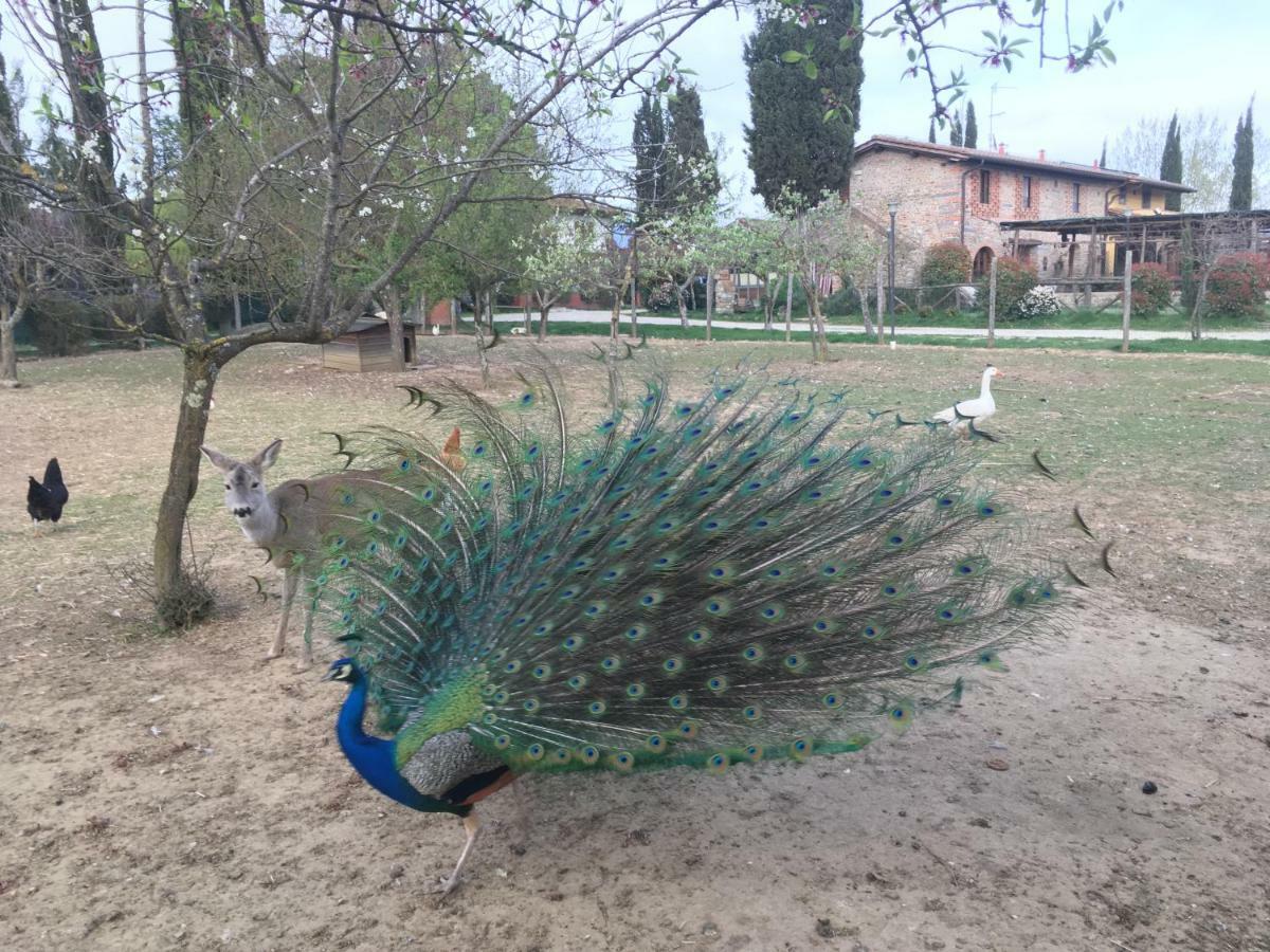 Willa Agriturismo La Colombaia Vicchio Zewnętrze zdjęcie